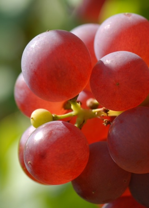 roter Gutedel ANT 0482